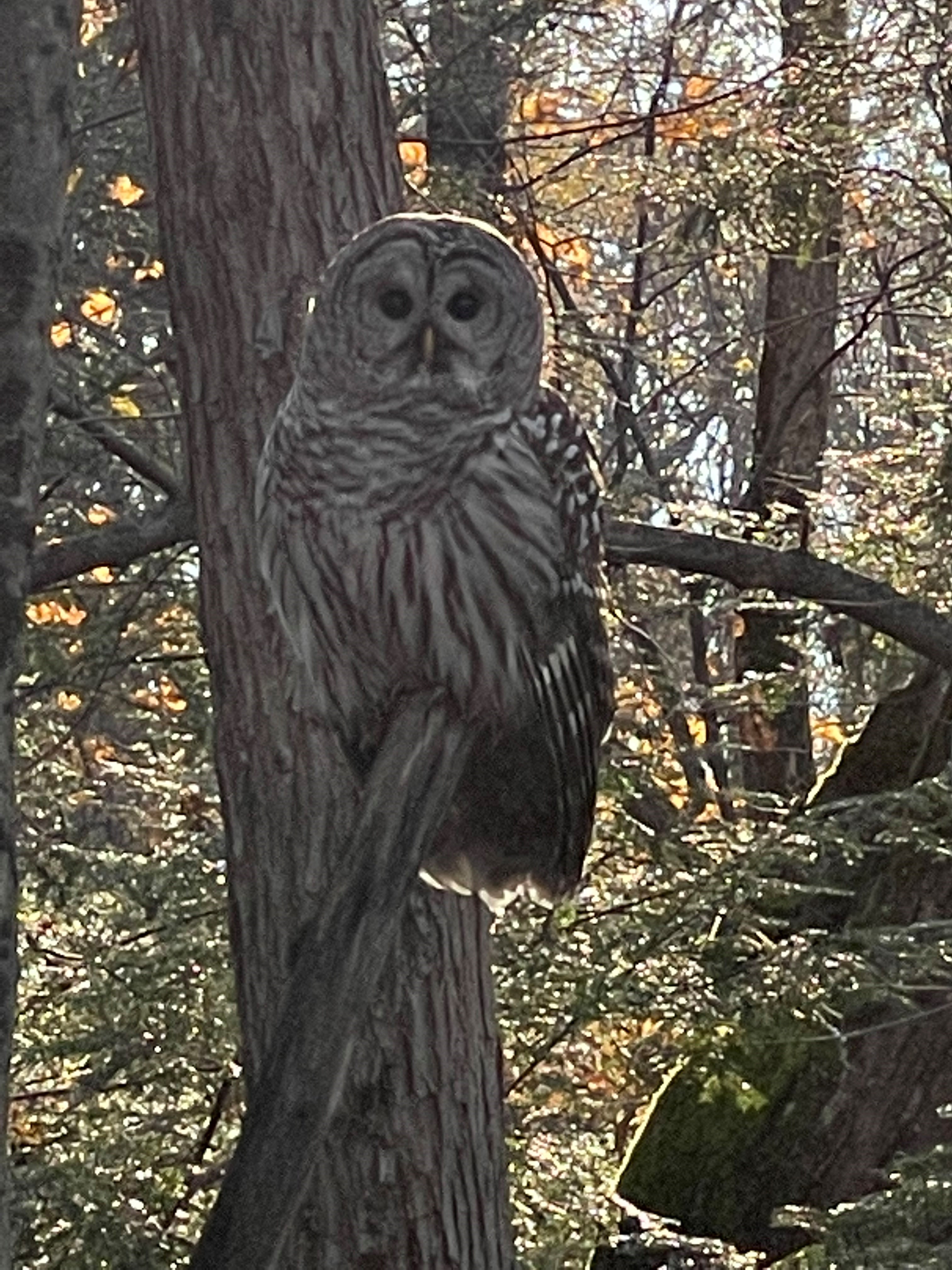 Barred Owl