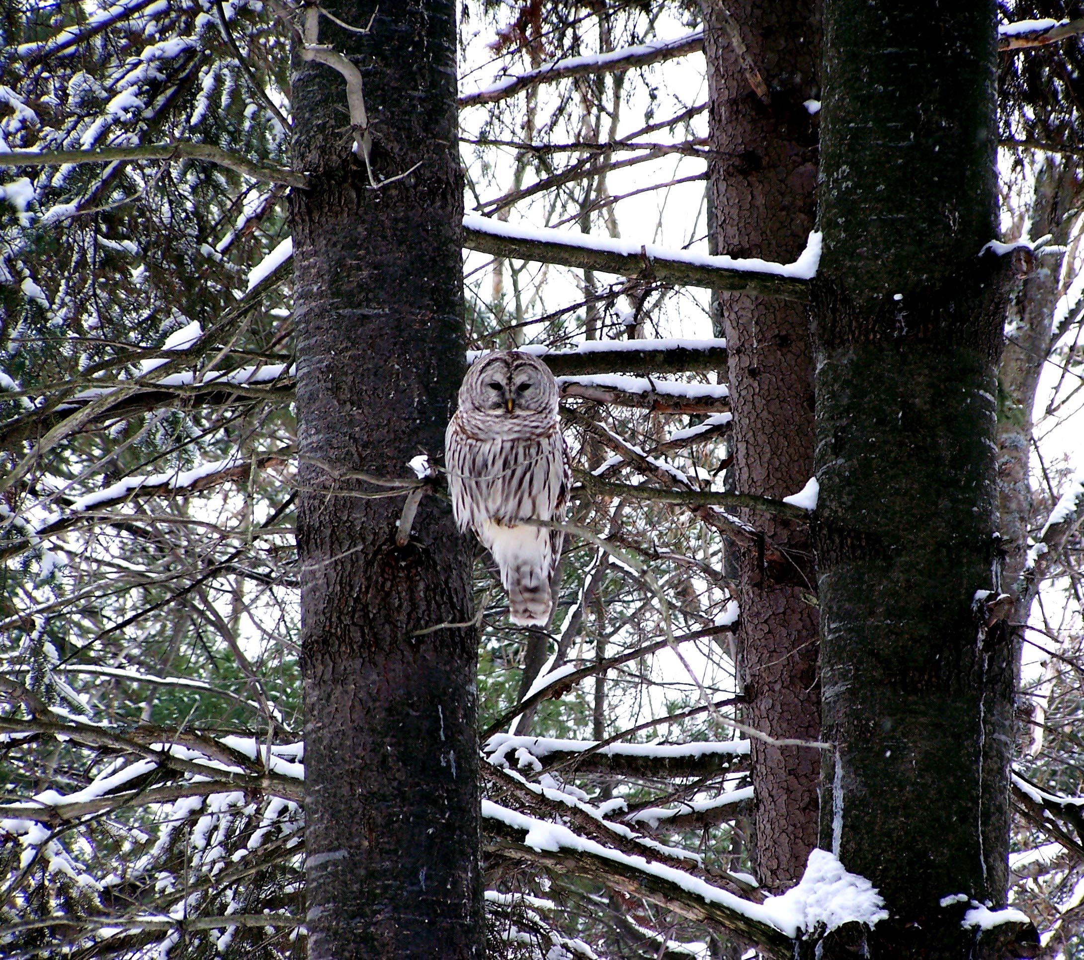 Owl