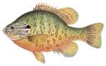 Pumpkinseed