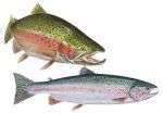 Rainbow Trout