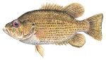 Rock Bass