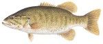 Smallmouth Bass