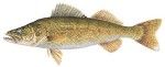 Walleye